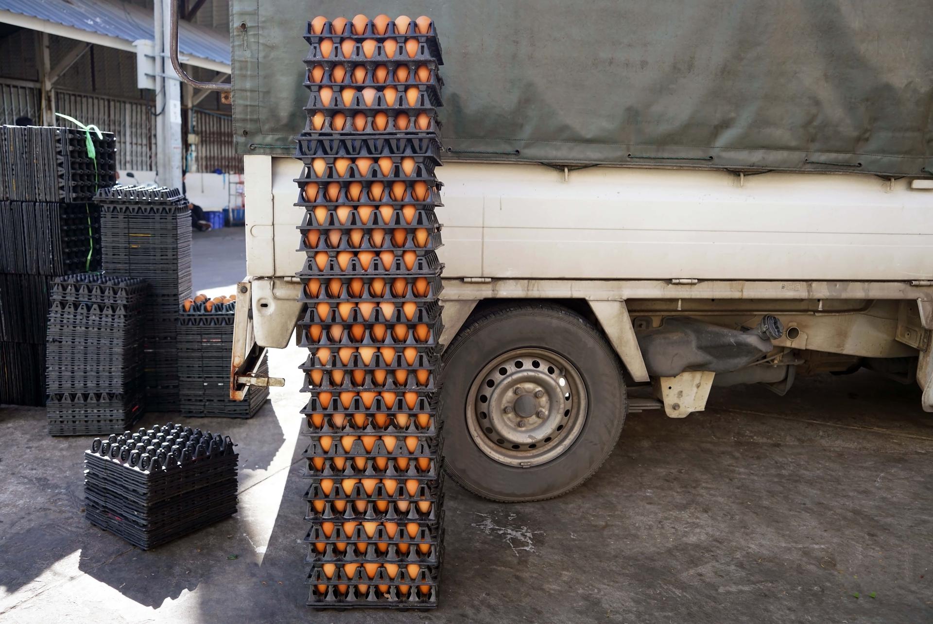 A lot of an stack of plastic egg tray with an eggs on floor  beside the truck.