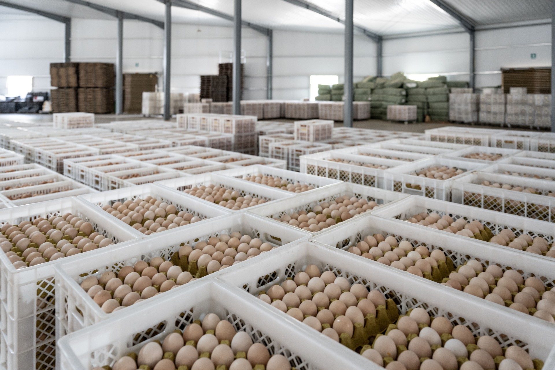 Egg packaging warehouse